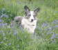 Cadiwbluebells-2_WEB