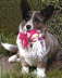 PupMorgan_WEB