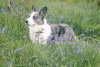 cadiwbluebells-1_WEB